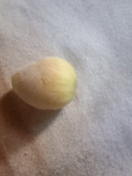 ايه السبب في الاصابه دي في الكانتلوب ماهو العلاج المناسب لها